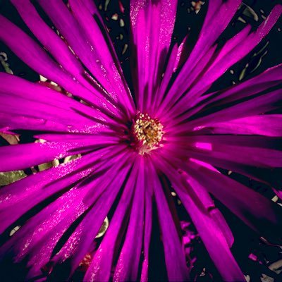 rubyament's profile picture. 
