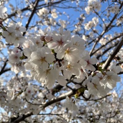 sizu_baccara's profile picture. 