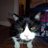 AndreaLazarus's profile image
