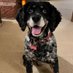 I is Jasper. Here in Hartsons honour ❤️ (@cancerdoggy) Twitter profile photo I is Jasper. Here in Hartsons honour ❤️ (@cancerdoggy) Twitter profile photo