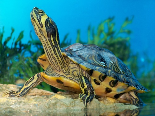 The UK’s largest non profit organisation for turtles & terrapins,
We specialise in re-homing these beautiful creatures.