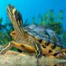 Turtle Rescue (@turtlerescueuk) Twitter profile photo