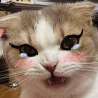 Pumpkin Bunny (@l3v1_lazy) 's Twitter Profile
