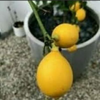 when life gives you lemons, plant a lemon tree🌱🌳

instagram: ashtons_lemonchild