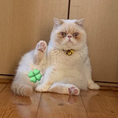 ちくわ♂ R4.02.10生 🎂R4.7.10ウチの子記念日🥰 ちょっとビビりの甘えん坊😽 ぱん♀R5.10.22生🎂 R6.04.07ウチの子記念日😚ちょっと強気な美人さん😻#猫好きさんと繋がりたい #猫のいる暮らし #エキゾチックショートヘア