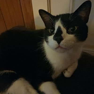 OldSuperManCat Profile Picture