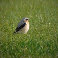 YorksBirder(@YorksBirder) 's Twitter Profile Photo