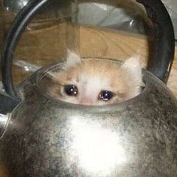 Coollemon01's profile picture. alt for @lemonkid0123