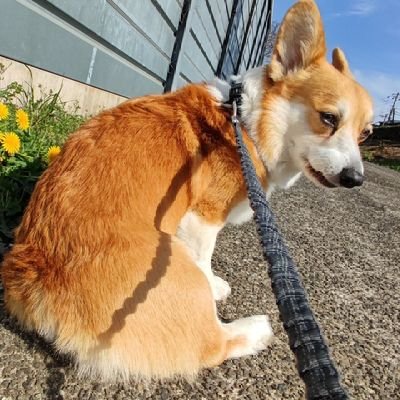 corgioasis's profile picture. でかいコーギーマッチョまるおです。
6歳15kgまだ成長中
目指せ大型犬