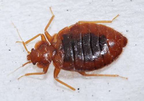 PunaiseLit's profile picture. Le site d'informations pour tout savoir sur les punaises de lit et les moyens efficaces pour s'en débarrasser définitivement.