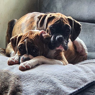 TheAshleyRising's profile picture. Self employed, self motivated, dog mom to 5, gym junkie, and coffee addict 
#RHEC