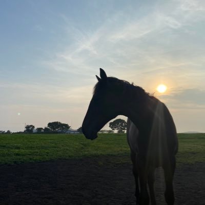 北海道日高地方で育成牧場に勤めています🏇全てのホースマンを応援しています📣