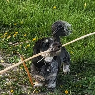 I'm a Silky Wire-Haired Dachshund. Don't let this sweet face fool you I'm really a Hellion!