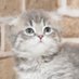 𓃠レンレン🐾 (@renrengoro) Twitter profile photo 𓃠レンレン🐾 (@renrengoro) Twitter profile photo