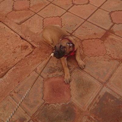 PalotiSeme's profile picture. 