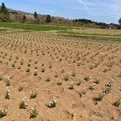 DanceDancesober's profile picture. 2023.6からまずは一か月目指して禁酒頑張ってみます。どんな変化が起きるのか楽しみ。無言フォロー失礼します。