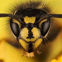 Wasps(@Wasps_Sting) 's Twitter Profile Photo