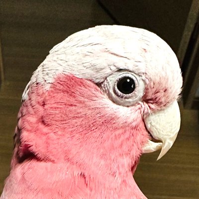 シモシさんのプロフィール画像