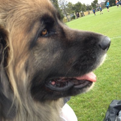 bailey_j's profile picture. Cricket and animal loving Illustrator