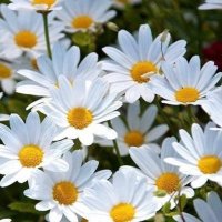 ⭐️Daisy (@daisyisstardust) 's Twitter Profile Photo ⭐️Daisy (@daisyisstardust) 's Twitter Profile Photo