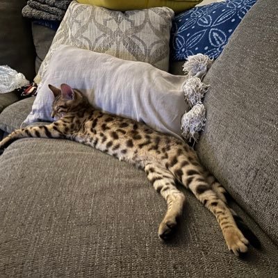 Bengallove85341's profile picture. 