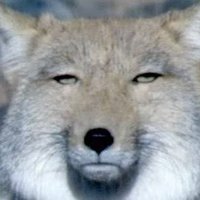 ゆんふぁ@無理をしない (@tubasan_k) Twitter profile photo