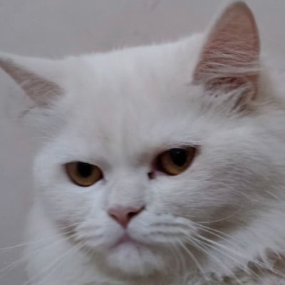 catcoder123's profile picture. 