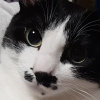 ちょこ (@mmimicchii) 's Twitter Profile