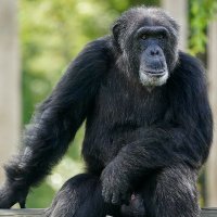 Matt (@apematty) 's Twitter Profile