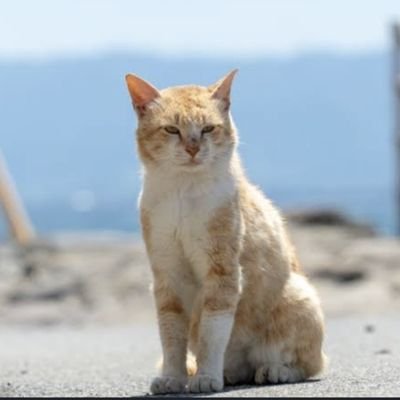 nekorobin404's profile picture. にゃー