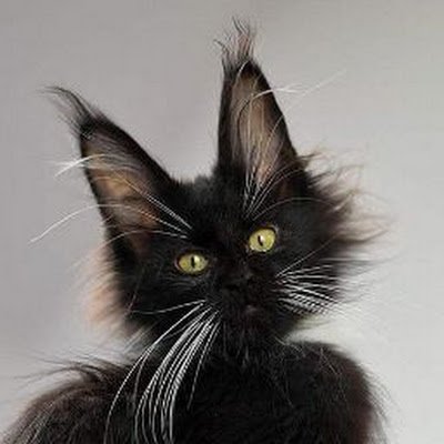 猫黒