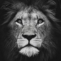 LEO-LION-NFTs (@leolion357) Twitter profile photo
