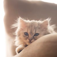 あむあむ (@amamdayoo) Twitter profile photo