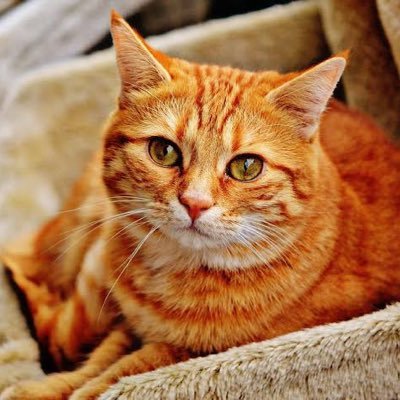 Narakkaa5's profile picture. แมวพิเศษ