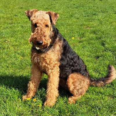 Young Airedale, making her way in the world today with everything she's got and 3 big Hoobros 🐶🐾👦🏽👦🏽👦🏽 Hoomum is @perfect_heather