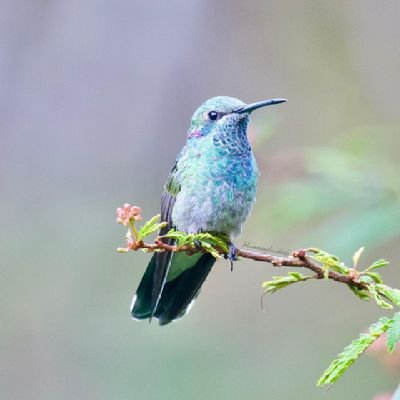 Hummingbird_Clb Profile Picture