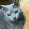 Tom_eigo's profile picture. ■ｱｲｺﾝは先代🐈ﾓﾓ;ﾍｯﾀﾞｰは現役の兄弟🐈🐈ﾐｭｳ&ｶﾞﾙﾌ ■英文精読→音読 #只管朗読 ■ｷﾝﾄﾞﾙ洋書 ■OL英会話4社2934回■#英検1級■#TOEIC 985(495⇒L8R2)■昔🍷wine→今🥃whisky■京大→塾講師→監査役→大受英語講師