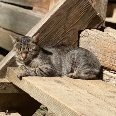 Sti_Stanislav's profile picture. Mobile photographer