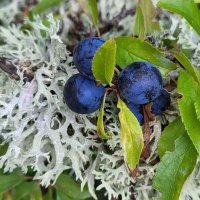 Fiona Borthwick (@fionabuda) 's Twitter Profile