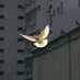 Global Humanity for Peace Institute (@ghfpinstitute) Twitter profile photo Global Humanity for Peace Institute (@ghfpinstitute) Twitter profile photo
