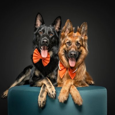 I Just Love My German Shepherd