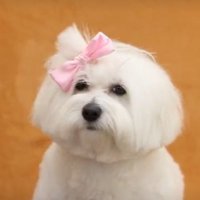 loui || sana inch kau sa sc & dino bentables (@ch3uma_chups) 's Twitter Profile