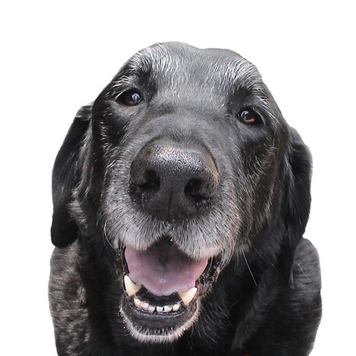 Neutricks's profile picture. Old Dogs (and Cats!) CAN Learn New Tricks! Support your senior pet's brain health with Neutricks.