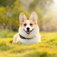 CORGI(@corgi_fans_club) 's Twitter Profile Photo