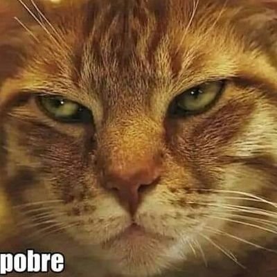 Vitor_srt8's profile picture. 