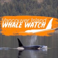 Vancouver Island Whale Watch(@VanIslandWhale) 's Twitter Profile Photo