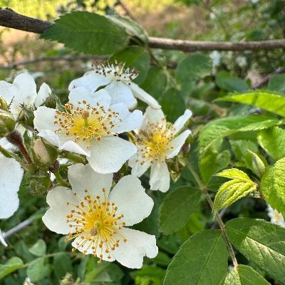 YeseniaOh1's profile picture. 