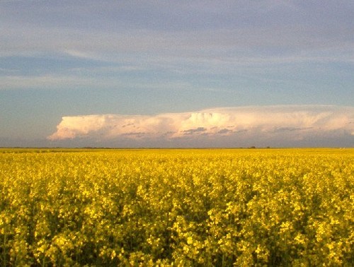 Farming and writing in southeast Saskatchewan.