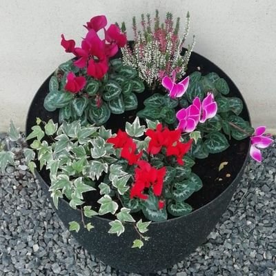 cheryl_spiers's profile picture. All views expressed are my own..