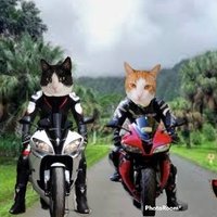 Kolohe and Keahi 😻😻 (@inokumat) 's Twitter Profile Photo Kolohe and Keahi 😻😻 (@inokumat) 's Twitter Profile Photo